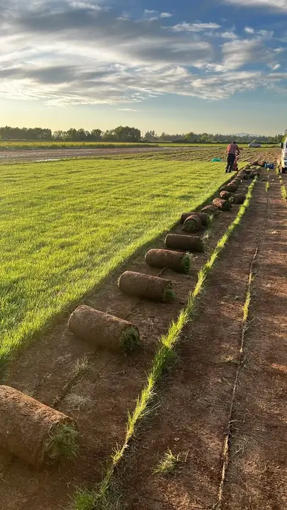 Rollos de pasto cosechados en el campo