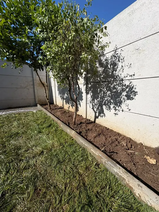 Borde de pasto con árboles y tierra de hojas