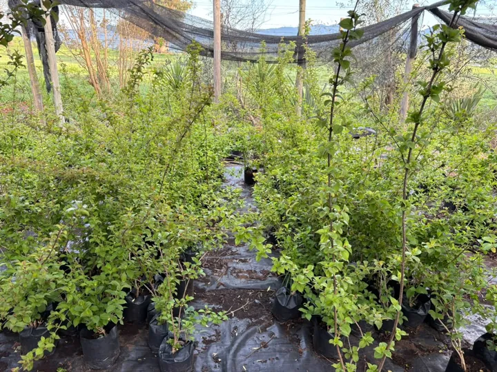 Arbustos en bolsa listos para plantar en un vivero